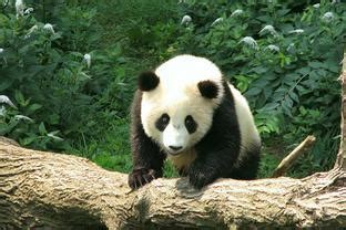 熊猫战斗力到底有多强，为什么大熊猫没有天敌，其实很好理解！