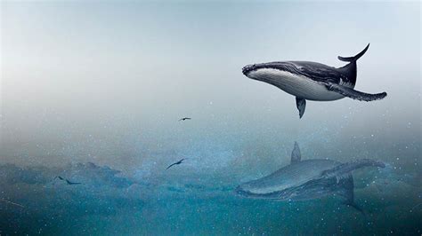 鲸鱼通过什么方式进行繁殖，它们如何交配繁殖，有多少种类 - 农敢网