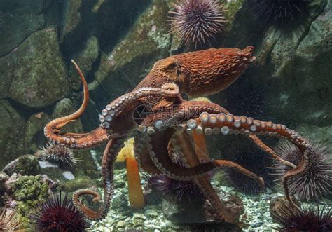 水下巨型太平洋章鱼高清图片下载-正版图片502862337-摄图网