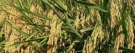 安徽两系杂交稻育种技术领先全国 - 安庆市宝林农业发展有限公司