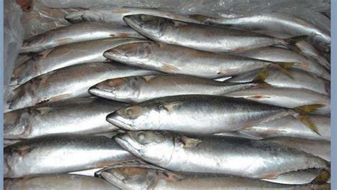 冷冻青条鱼青花鱼鲭鱼青占鱼青钻鱼1斤2-3条20斤商用拍所在地区地-阿里巴巴