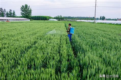 2022年小麦国家保护价多少钱一斤？种植补贴标准为多少钱一亩？