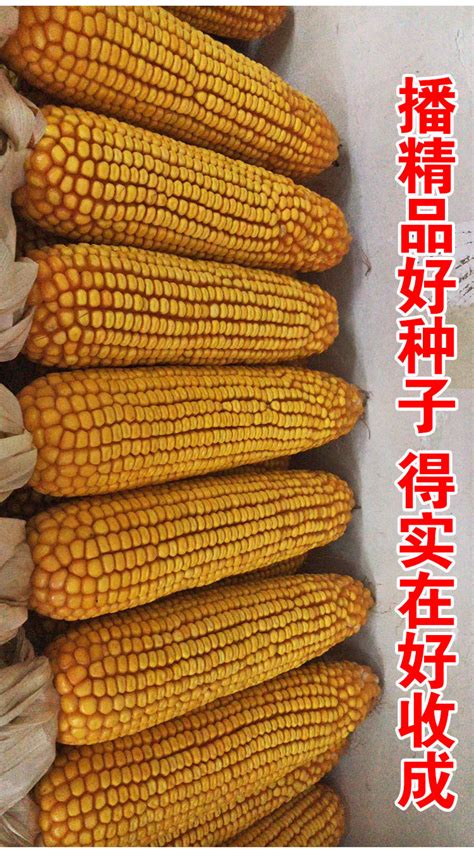 郑单958玉米_农资_种子_油料种子_玉米种子_金农网报价中心