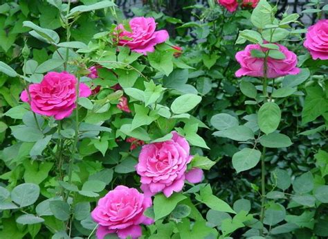 花卉植物玫瑰、月季、蔷薇花怎么区别？
