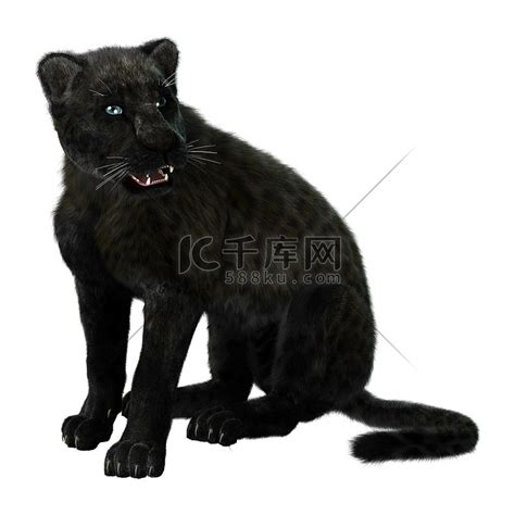 黑豹(大猫猫)图片