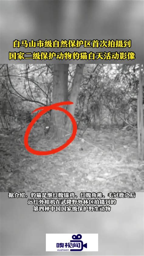 重庆武隆：白马山市级自然保护区首次拍摄到豹猫白天活动影像_新浪新闻