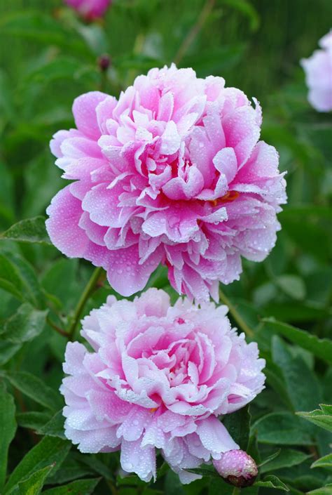芍药图片