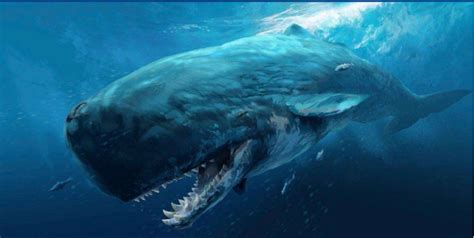 若梅尔维尔鲸、龙王鲸、虎鲸生活在同一时代，谁会成为最强者？|梅尔维尔鲸|虎鲸|龙王_新浪新闻