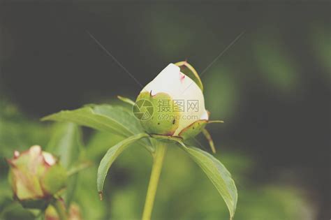 蚂蚁花图片