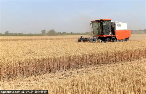 河南进入“麦收时间”“，8500多万亩小麦开始收割-大河新闻