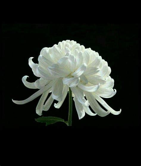 怀念逝者的图片,怀念去亲人的图片,送给者的花的图片_大山谷图库