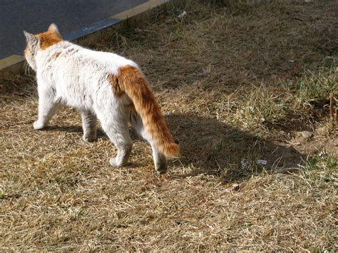 猫咪为什么喜欢用尾巴把自己脚脚圈起来呢？_图片