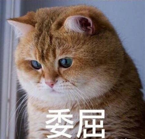 委屈巴巴动漫表情包图片 委屈巴巴动漫表情包图片