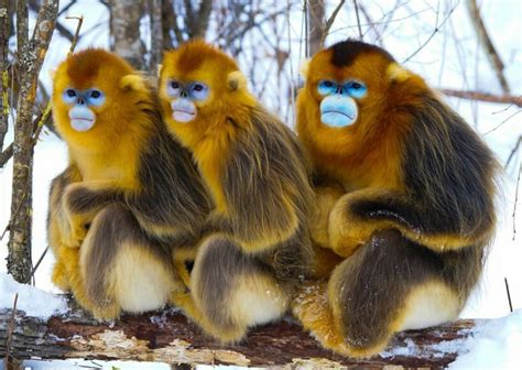 留住金丝猴的家-中国绿化基金会公益项目-公益时报网