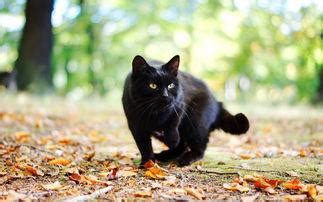 黑猫的寓意及象征 黑猫的寓意及象征什么-宠物猫-东江宠物网