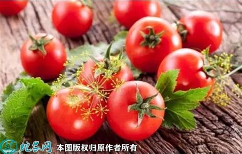 为什么现在买到的番茄，没有以前好吃了？| 果壳 科技有意思