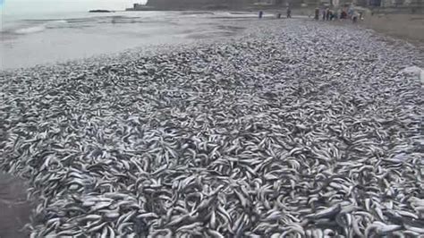 日本新潟县发生诡异现象 数以万计的沙丁鱼因不明原因被冲上岸 - 蜘蛛网 趣味科学网站