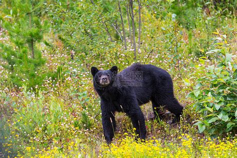 森林里的黑熊高清图片下载-正版图片300038038-摄图网