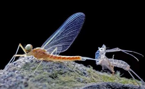 蜉蝣是益虫还是害虫 - 生活百科 - 微文网(维文网)