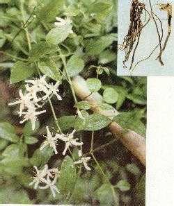 威灵仙-黄石植物-图片