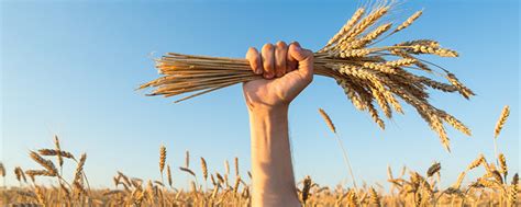 河北高产小麦品种排行榜 - 惠农网