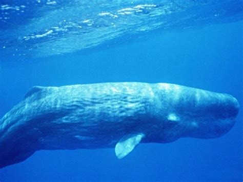 鲸鱼多长时间换一次气 - 业百科