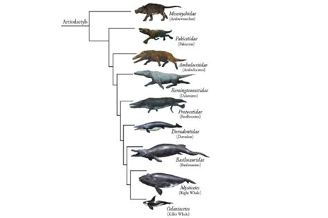 鲸鱼的祖先是什么动物 是由植物演变成的？鲸的祖先进化过程图片