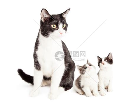 这些猫咪的黑白照片非常有意境图片 第2页-高清背景图-ZOL手机壁纸