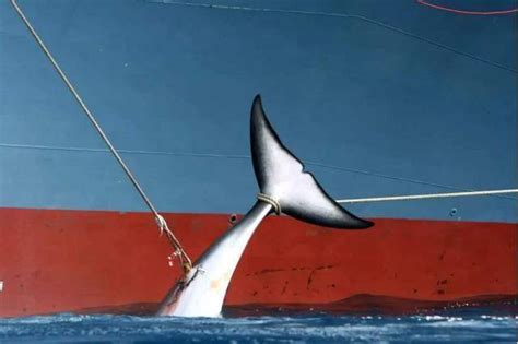 澳大利亚200头鲸鱼大规模搁浅后死亡，鲸鱼搁浅的原因是什么？__财经头条