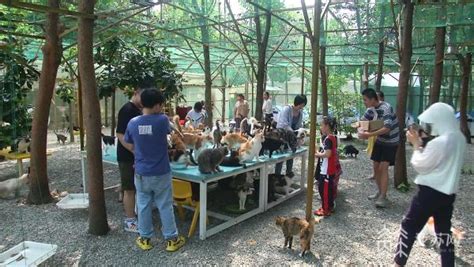 广州宠物，带你参观广州一个宠物救助站