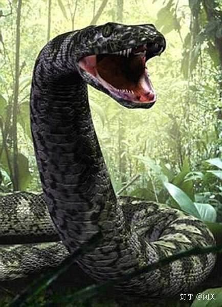 史前奇特且巨大的生物－泰坦巨蟒 - 蟒蛇科普