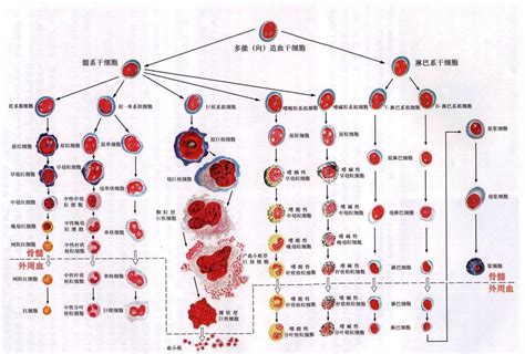 ABO血型的遗传关系表_众人健康管理网