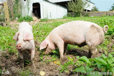 母猪配种操作流程，猪的配种程序是怎样的