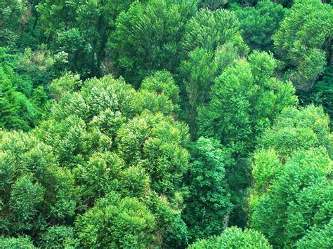 森林图片-茂密的绿色森林素材-高清图片-摄影照片-寻图免费打包下载