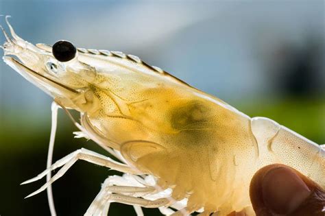 南美白对虾的生物学特性_养殖