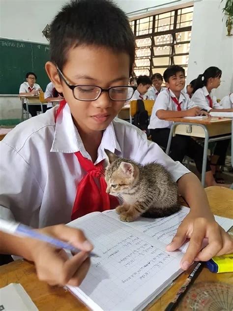 小朋友把猫带到教室一起上课，有猫陪着居然还能这么认真写作业！|猫|写作业|教室_新浪新闻