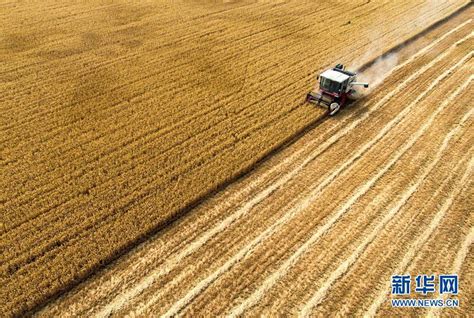 透过数据看今年麦收 难度、速度、温度成为夏收关键词 - 时政要闻 - 陕西网