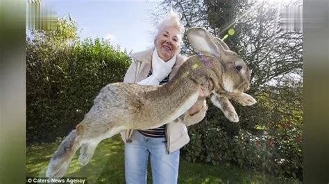世界上最大兔子体长1米3 可能被其子超过_凤凰网视频_凤凰网