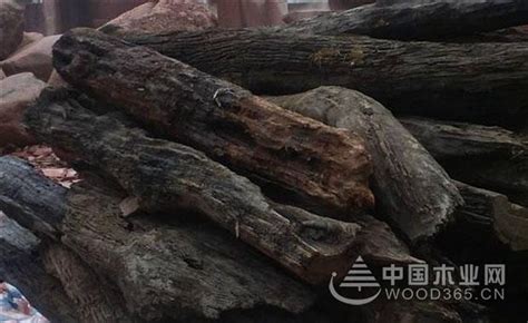 阴沉木和乌木不可混为一谈-中国木业网