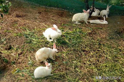 肉兔养殖成本与利润分析是什么-百度经验