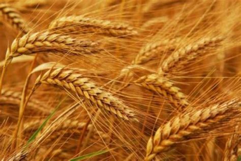 小麦价格最新行情2023 推荐小麦价格今日价一斤多少钱2023 - 寂寞网