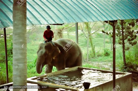 大象喝水的美丽照片大象喝水的美丽照片国民旅行高清图片下载-正版图片307873186-摄图网