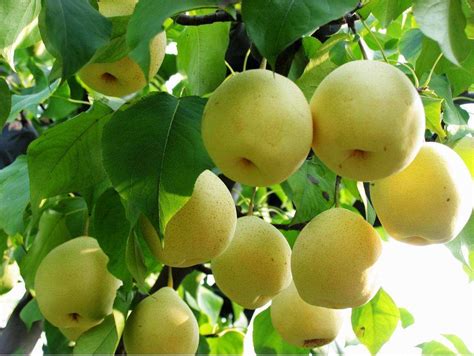 梨树最好品种排名 - 惠农网