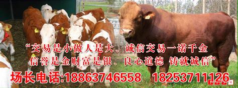 锡山牛犊价格 小黄牛价格 - 山东济宁畜牧局同盛肉牛养殖场