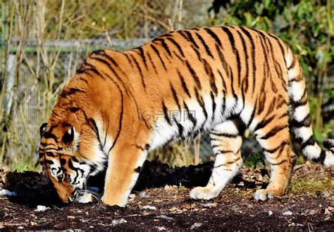 虎 动物园 荒野 猫 捕食 存储模块图片免费下载 - 觅知网