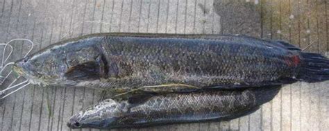 黑鱼的生活习性及特点 - 百科 - 酷钓鱼