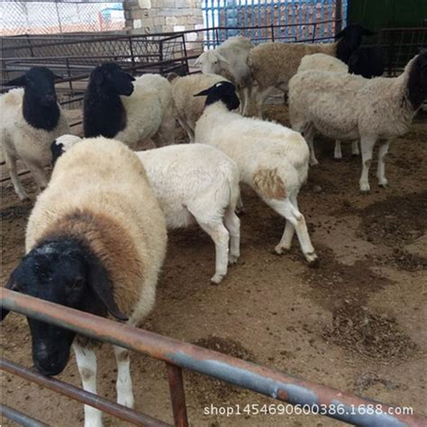 出售小尾寒羊种羊 繁殖大母羊种公羊价格活羊活体-阿里巴巴