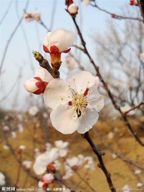 杏花图图片