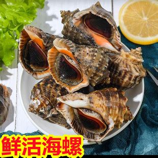 连云港水产贝类海浦海螺海鲜鲜活海螺新鲜贝类直供酒店超市排档-阿里巴巴