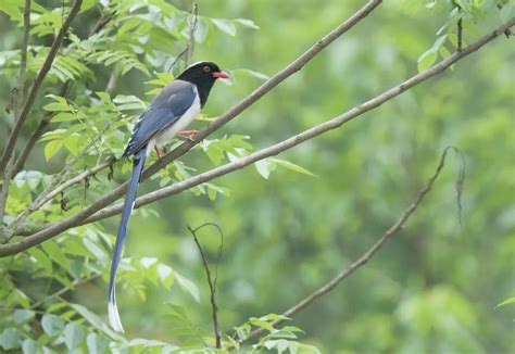 候鸟迁徙季，上海市区常见的五种鸟你都发现了吗？_澎湃号·政务_澎湃新闻-The Paper